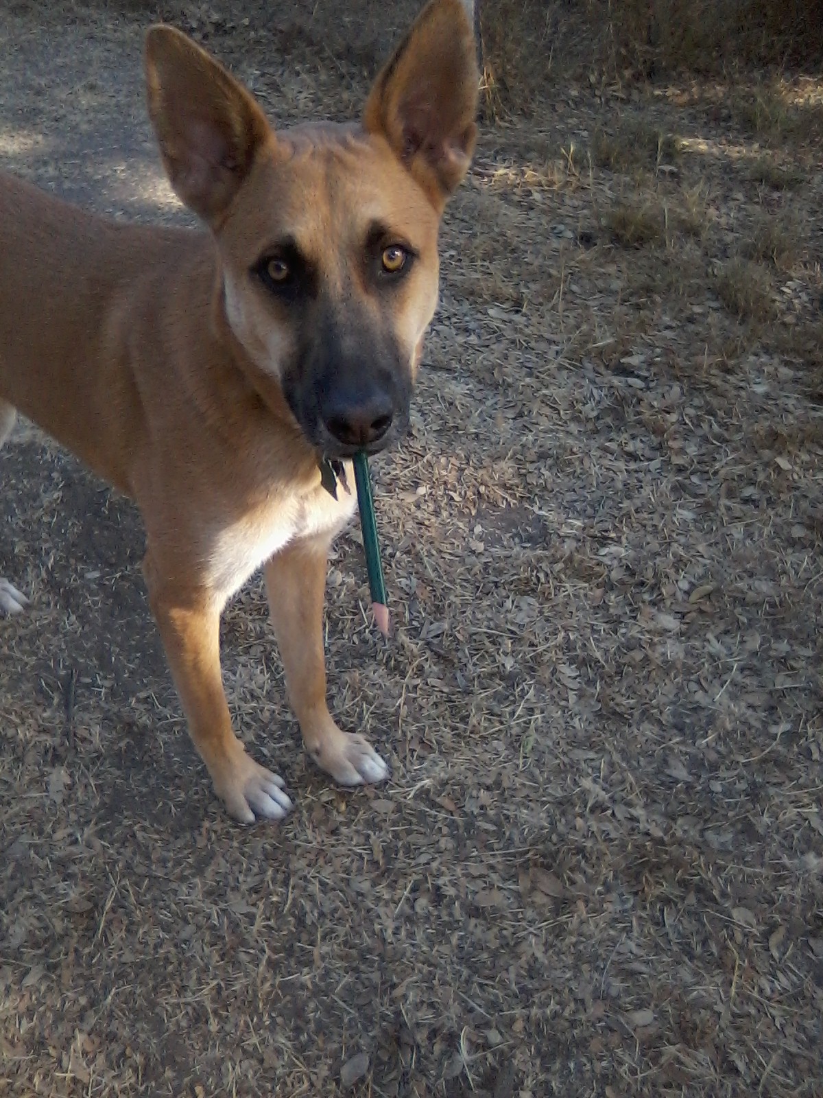 Percy
